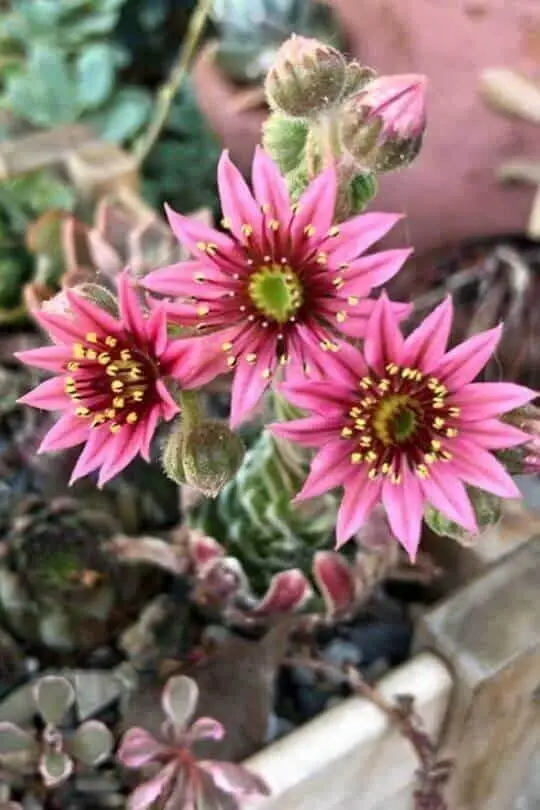 Sempervivum arachnoideum ‘Emily’ (Emily Cobweb Houseleek)