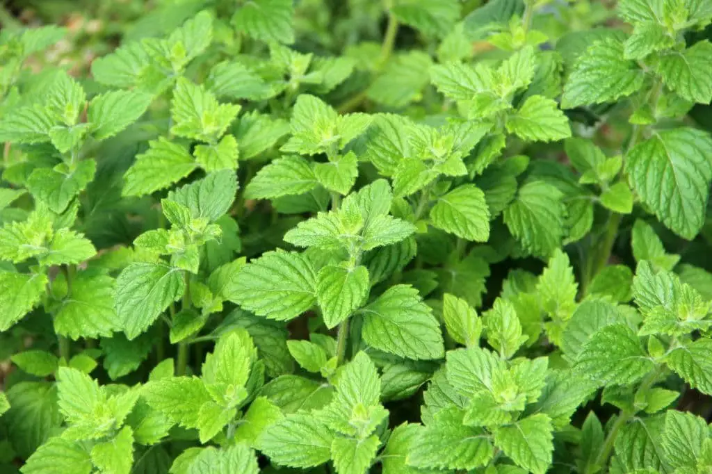 Calamint (Calamintha nepeta)