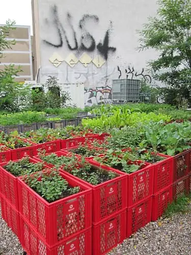 Raised milk crate garden bed