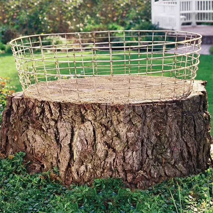 A Container Garden On A Tree Stump