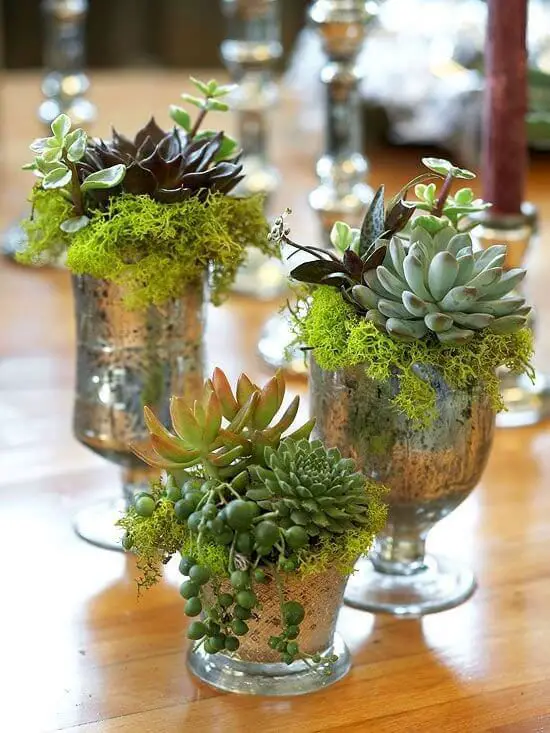 Succulents in mercury glass holders