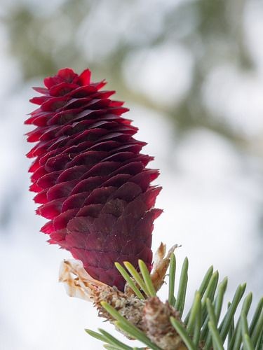 Purple cone spruce (Picea purpurea)