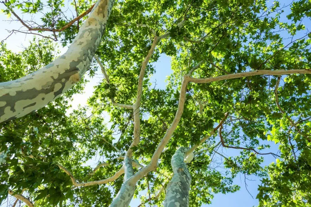 Arizona Sycamore Tree (Platanus wrightii).