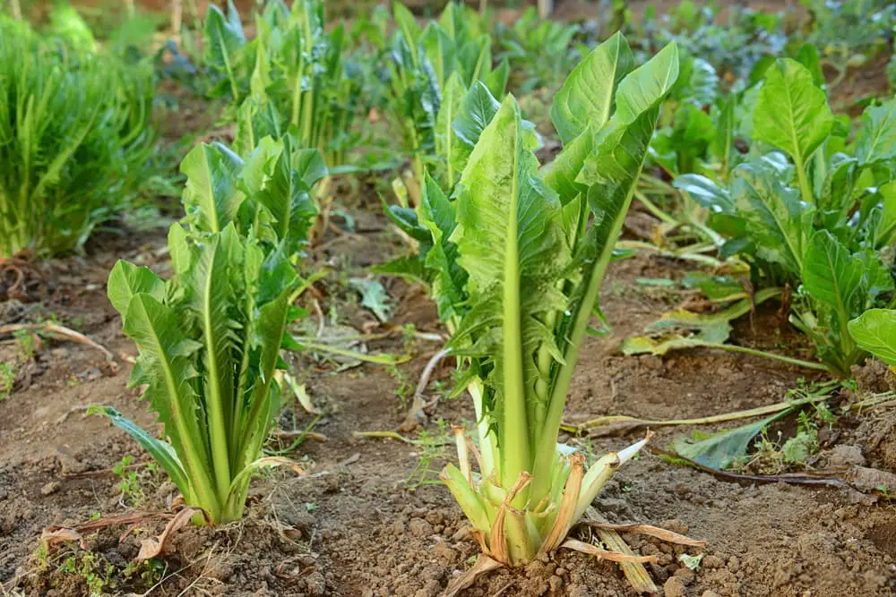 Chicory