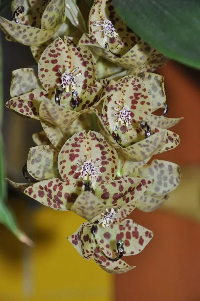 Cycnoches Orchids