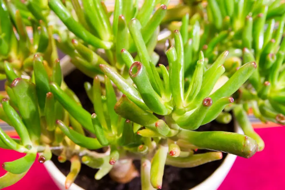 Crassula Ovata ‘Skinny Fingers‘