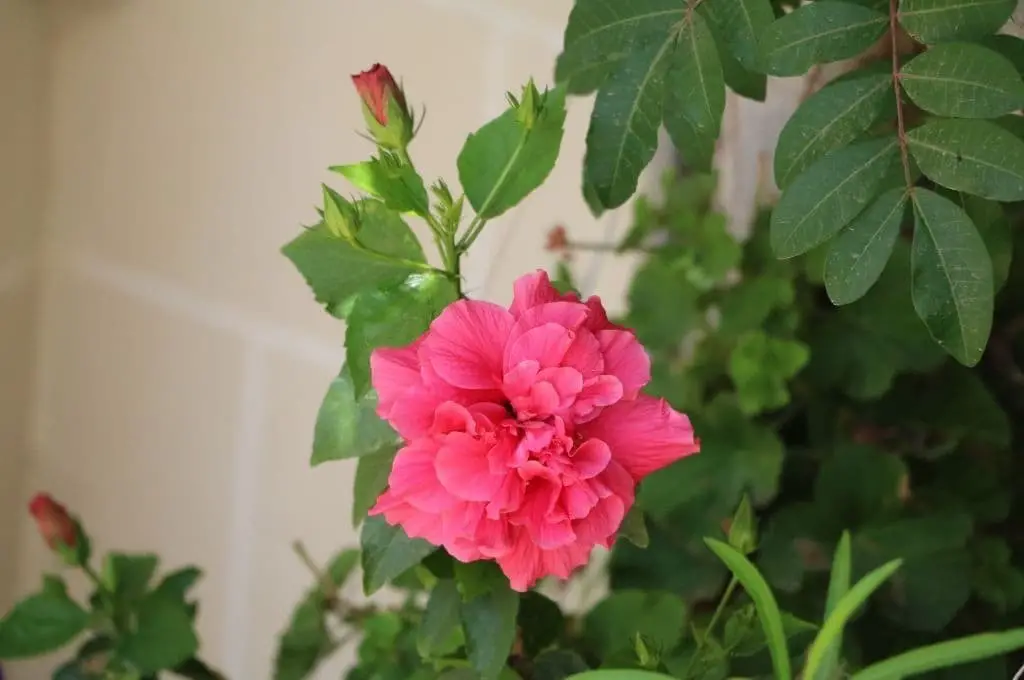 Rose of Sharon (Hibiscus syriacus)