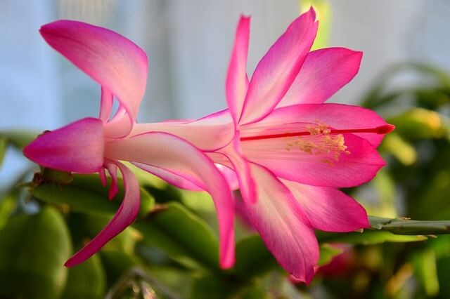 Easter Cactus (Rhipsalidopsis gaertneri)