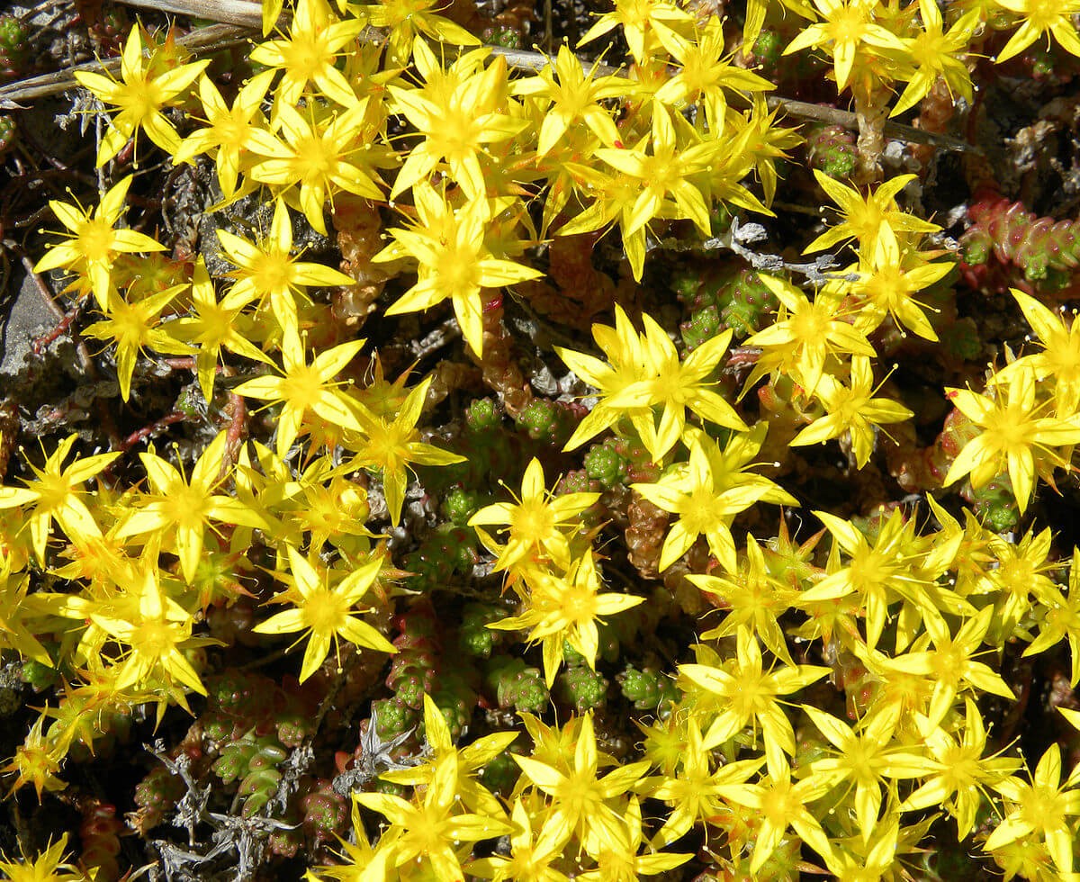 #1. Sedum acre