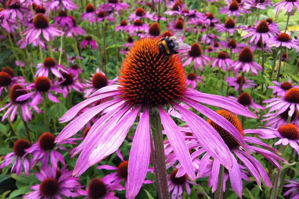 #2. purple coneflower (Echinacea purpurea)