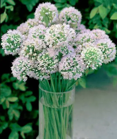 #7. Allium ‘Mongolian Gem’