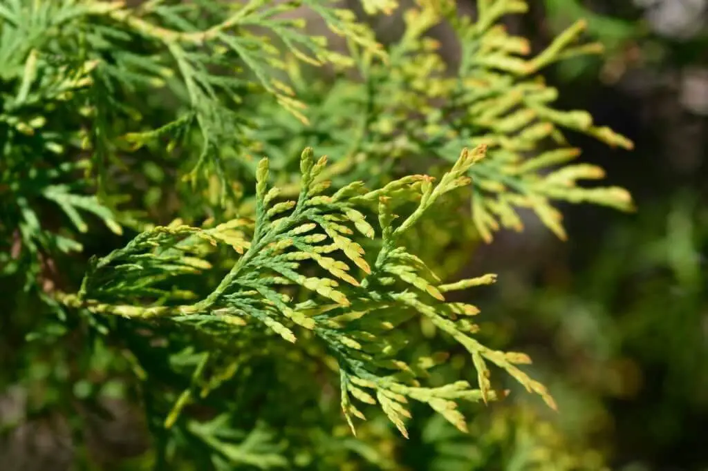 Rheingold Arborvitae (Thuja occidentalis ‘Rheingold’)