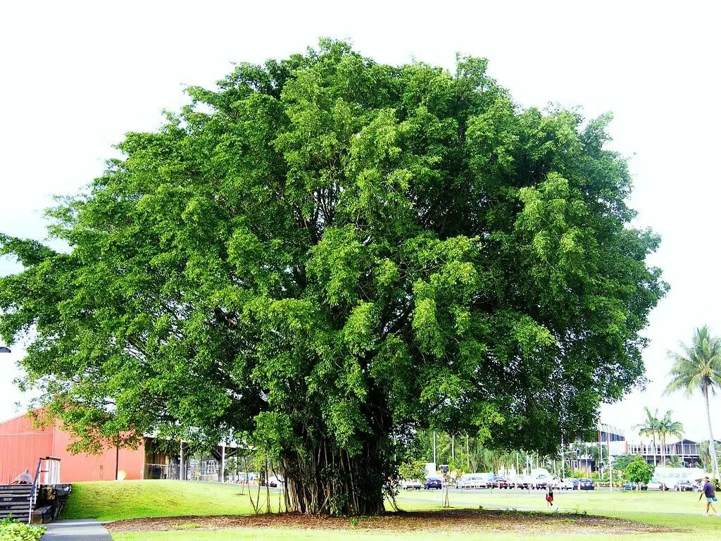 Fig trees