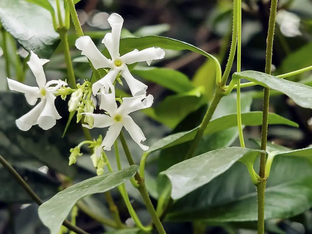 Common jasmine (Jasminum officinale)