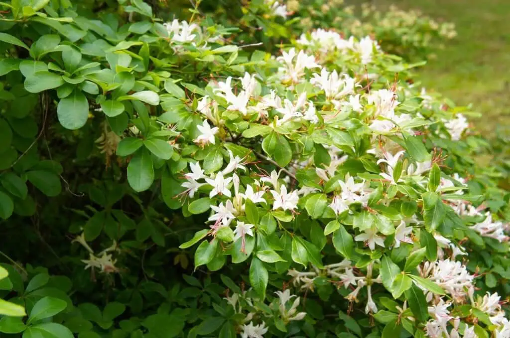 Sweet Azalea (Rhododendron Arborescens)