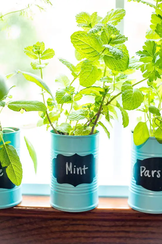 Indoor Window Sill Herb Garden