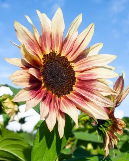 Strawberry Blonde sunflower