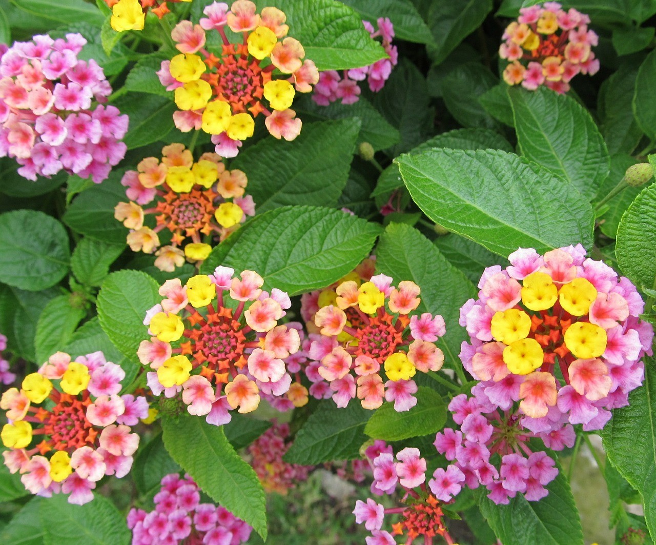 For a Variety of Colours, Choose the Lantana Camara