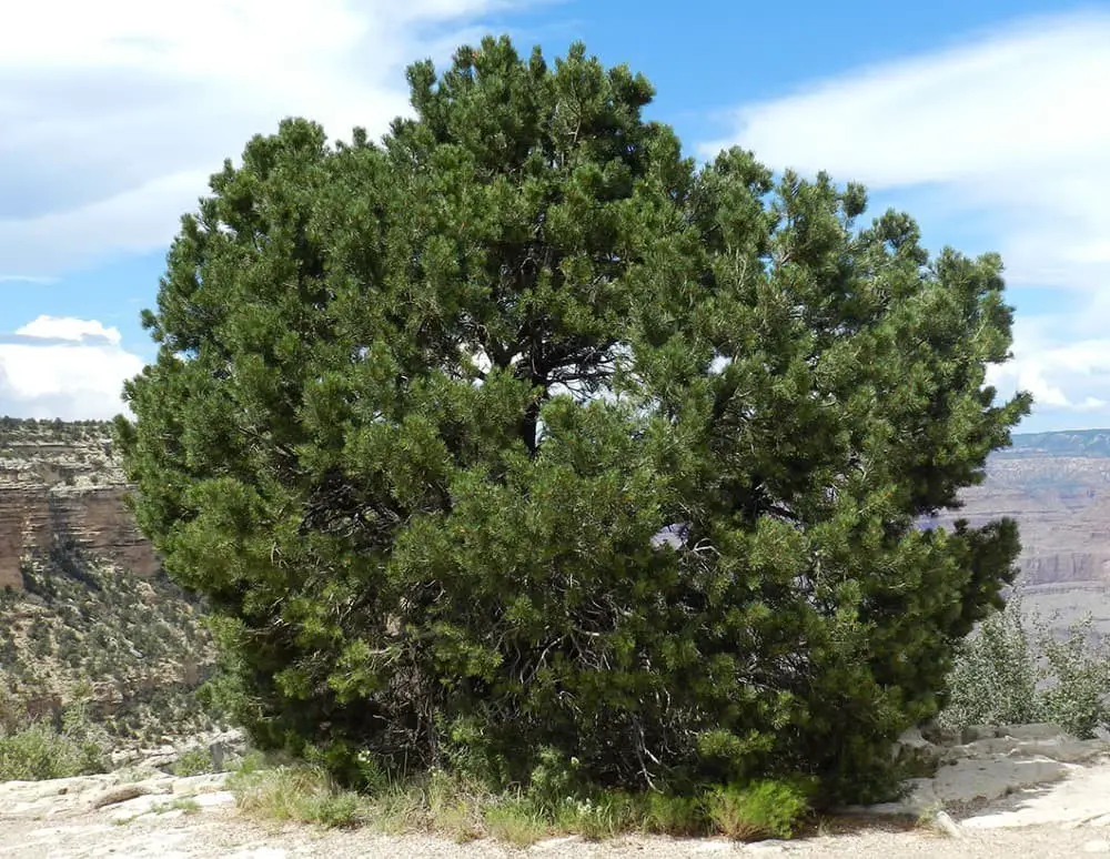 Colorado Pinyon Tree (Pinus edulis).