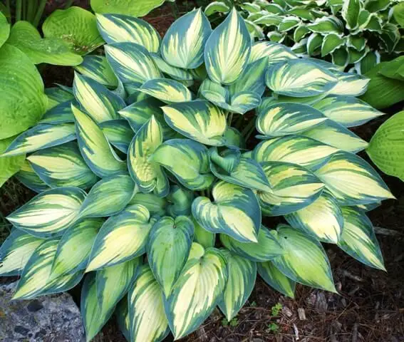 #14. Hostas