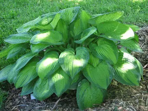 Paradigm Hosta