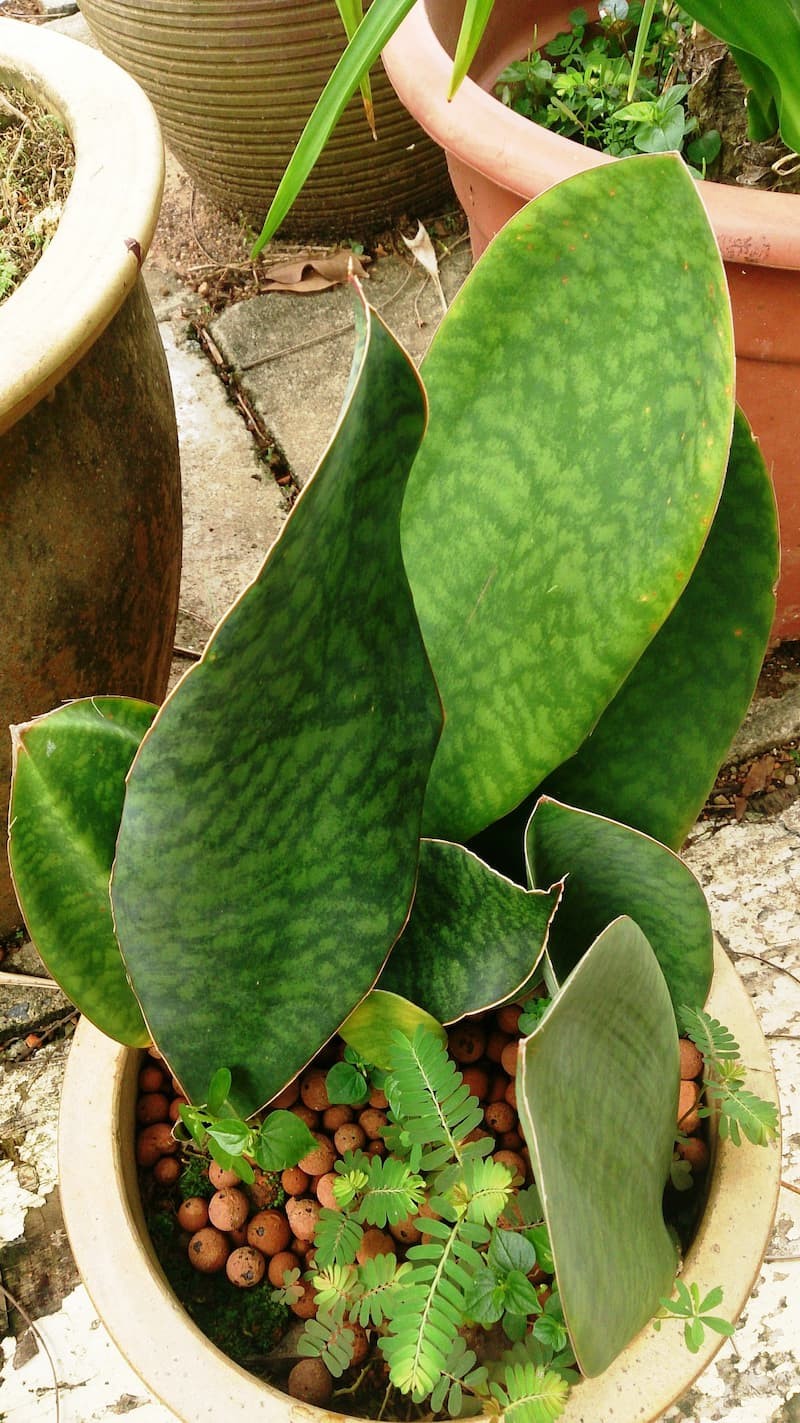 Sansevieria masoniana ‘Mason’s congo’