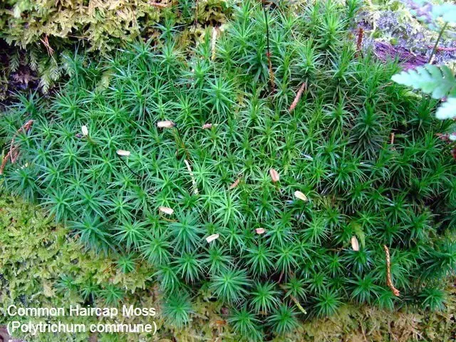 Common Haircap Moss (Polytrichum commune)