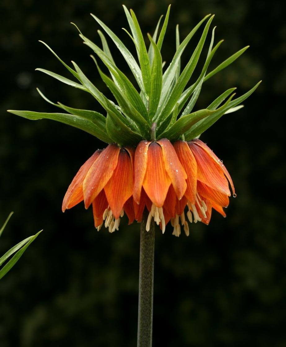 Crown Imperial