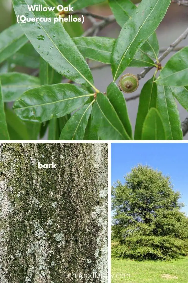 Willow Oak (Quercus phellos)