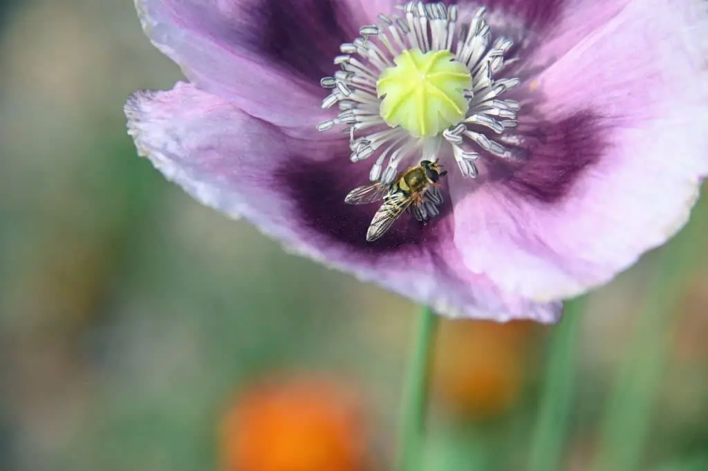 Hungarian Breadseed Poppy.