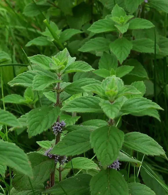 Japanese Menthol mint, Mentha arvensis var piperascens