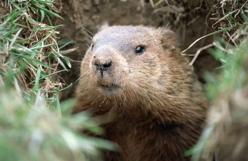 Groundhog (Marmota monax mouse)