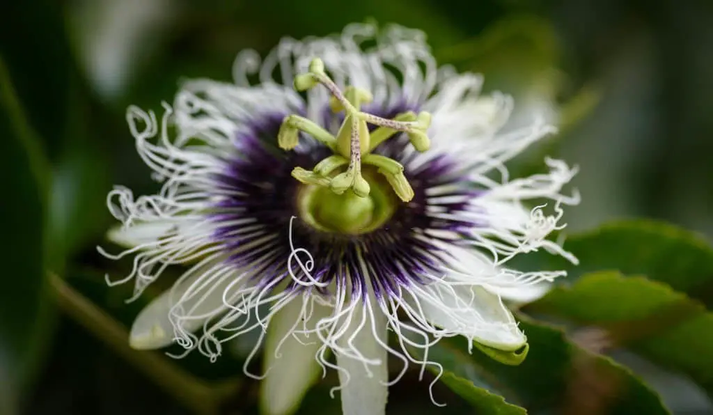 Mexican Passion Flower (Passiflora Mexicana).