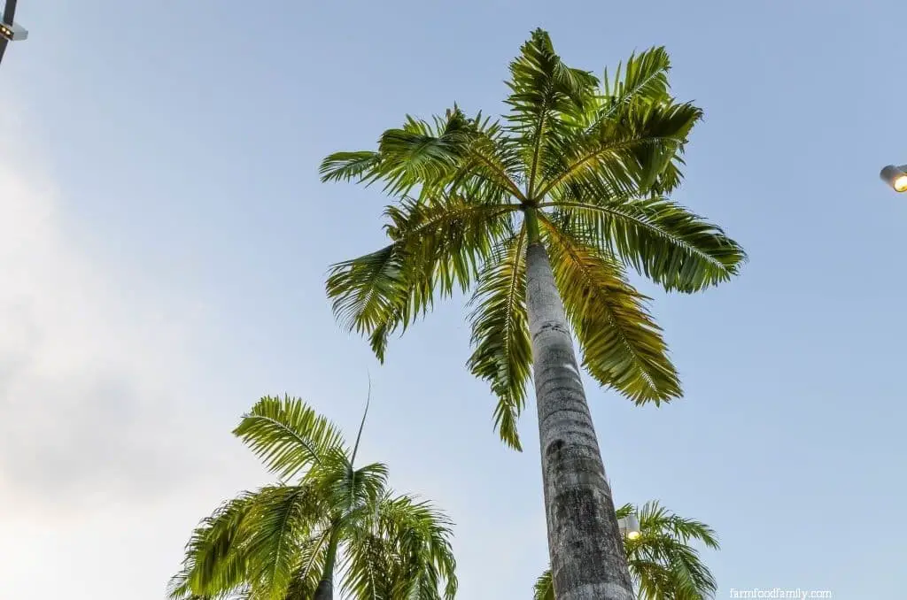 Royal Palm (Roystonea regia)