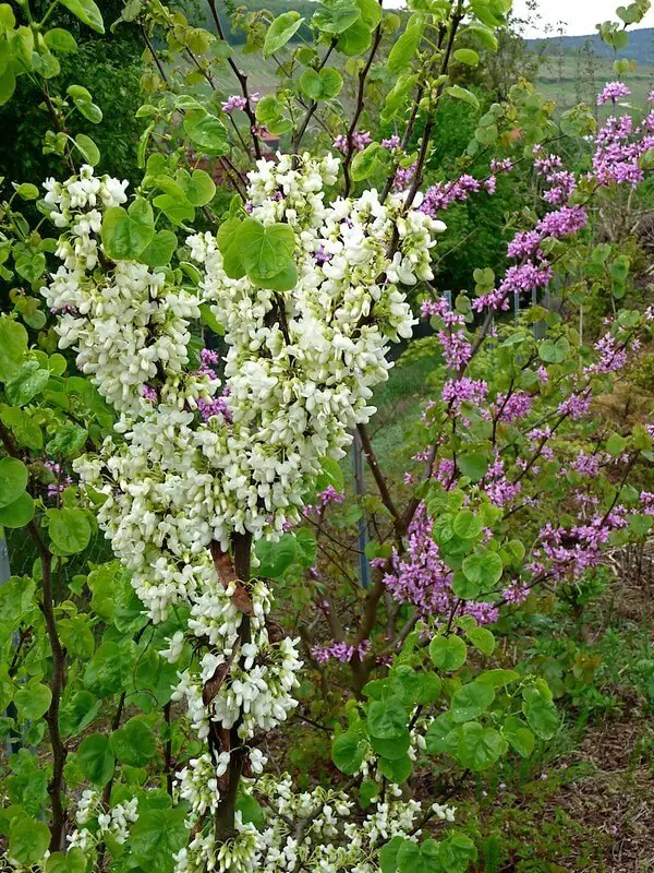 Alba Redbud (Cercis siliquastrum ‘Alba’)