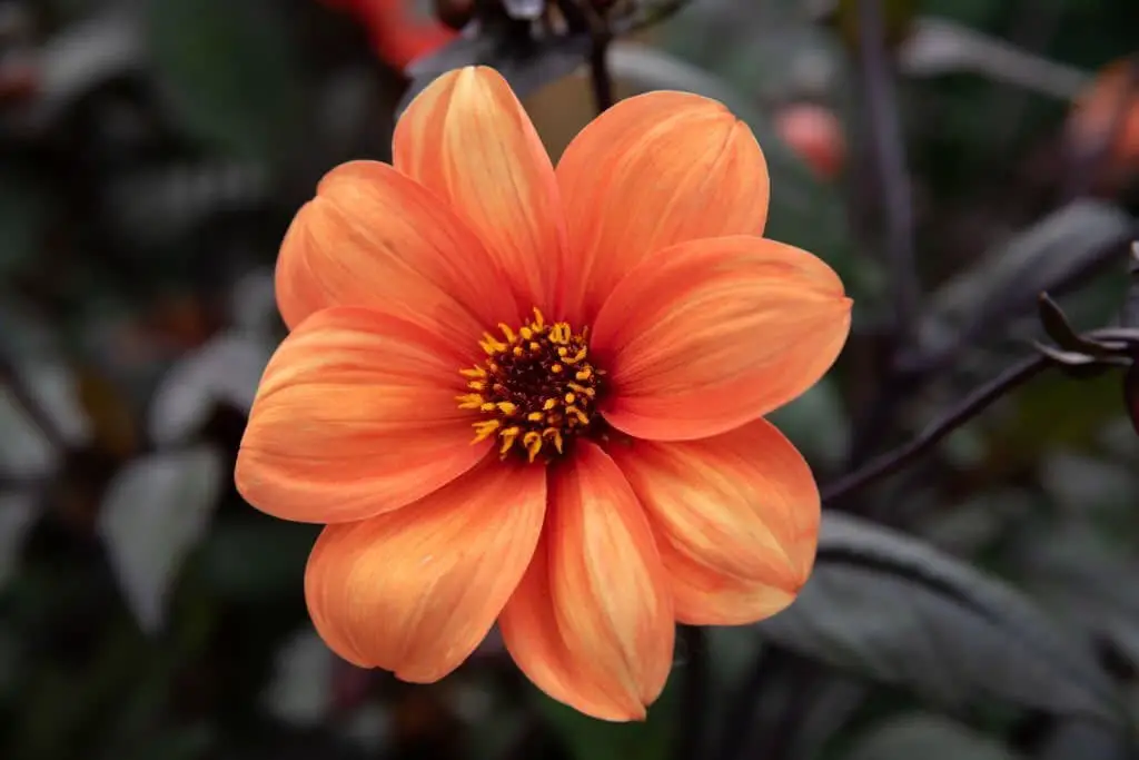 Dahlia ‘Bishop of Oxford’.