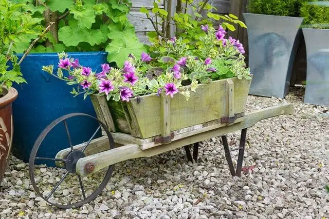 Gray wooden wheelbarrow with petunias