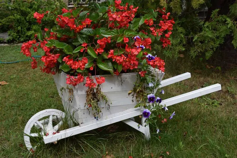 White wooden wheelbarrow with red blooms