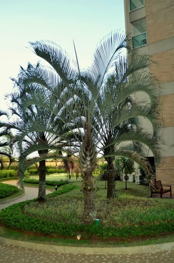 Triangle Palm Tree (Dypsis decaryi).