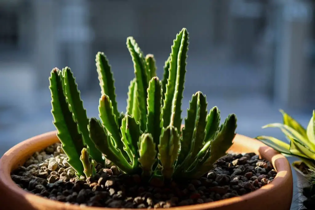 Stapelia.