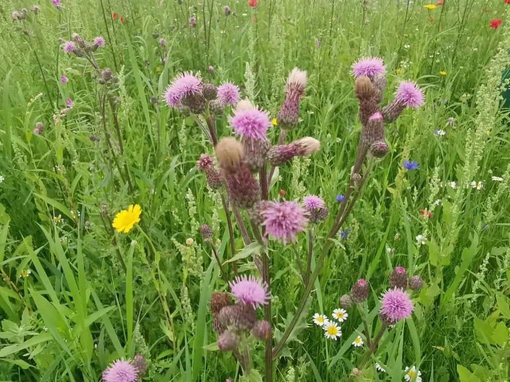 Canada Thistle or Creeping Thistle (Cirsium arvense).