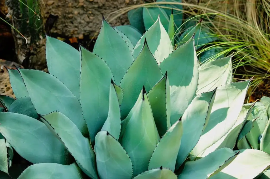 Shaw’s Agave (Agave shawii)