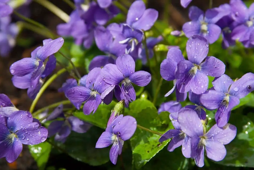 Wild Violets (Viola Odorata)