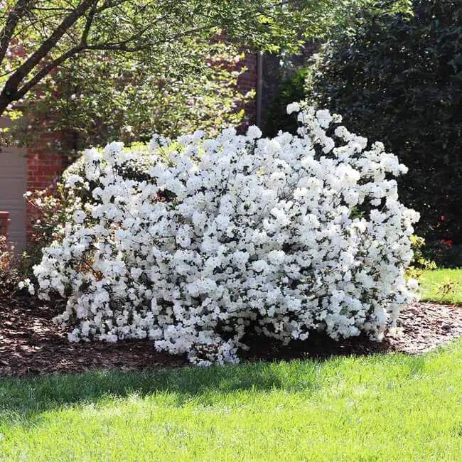 Delaware Valley White Azalea (Rhododendron ‘Delaware Valley White’)