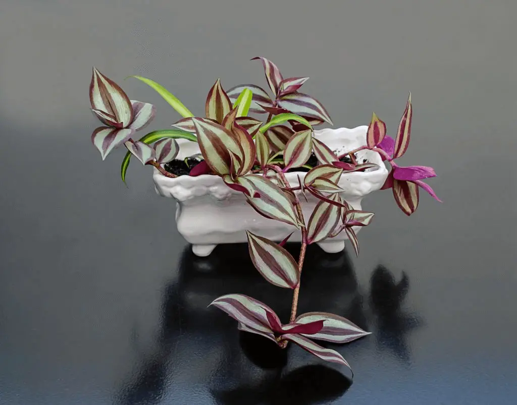 Wandering jew