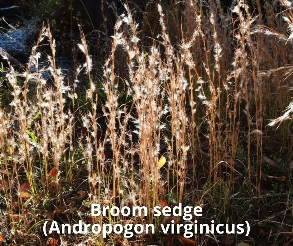 Broom sedge (Andropogon virginicus)