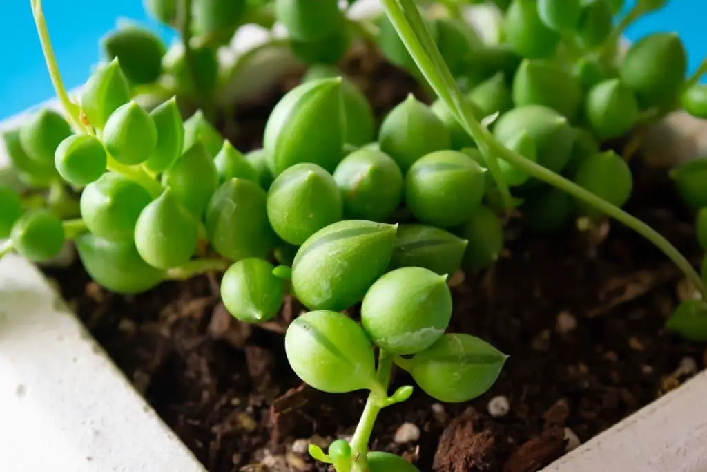 String of Beads (Senecio herreianus).