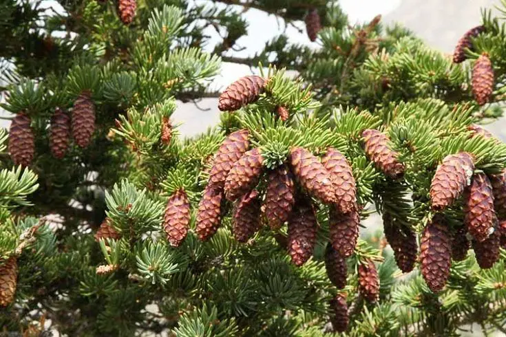 Engelmann’s Spruce (Picea engelmannii)