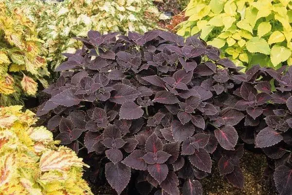 Black Prince Coleus (Solenostemon ‘Black Prince’).