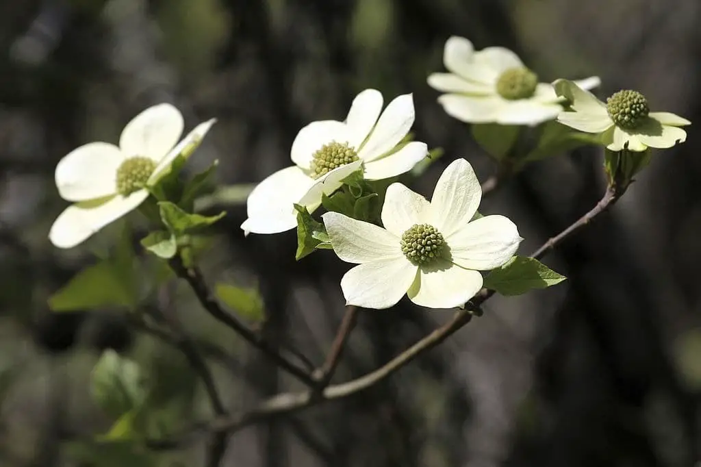 Mountain dogwood (Cornus nuttallii)